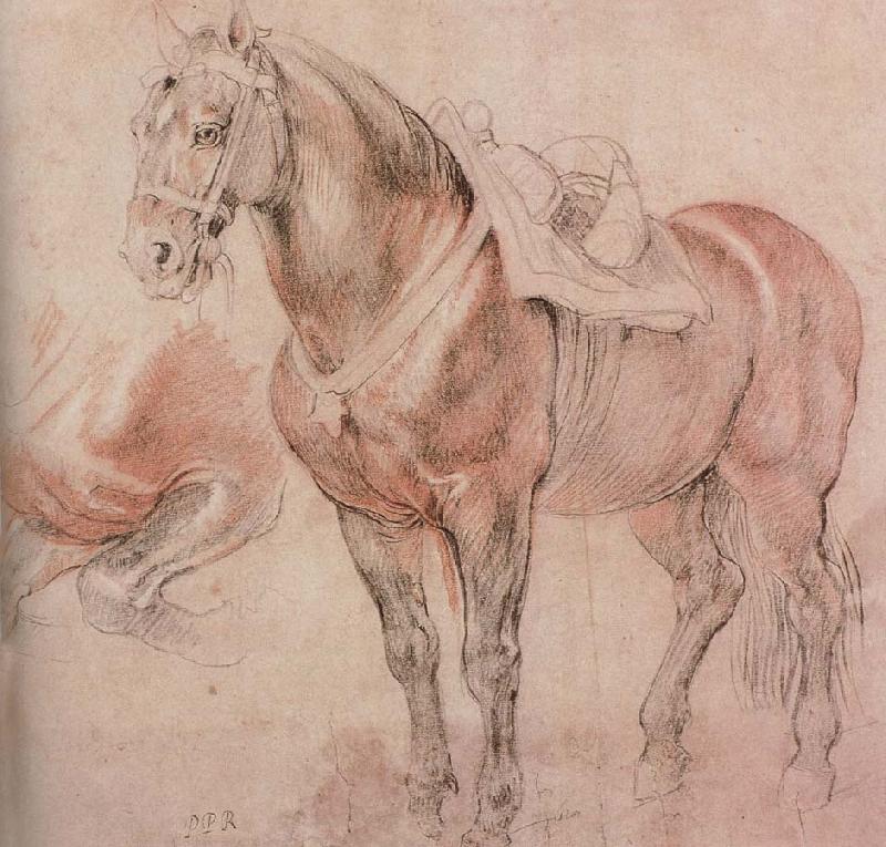 Peter Paul Rubens Horse oil painting image